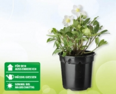 Christrose Christmas Carol CHF 9.99