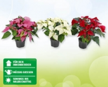 Weihnachtsstern CHF 2.49