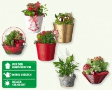 Festliche Arrangements mit Weihnachtsdekoration