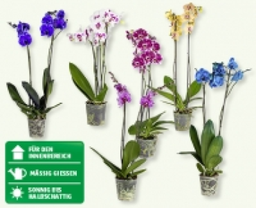 Phalaenopsis Royale