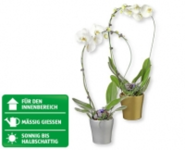 Weihnachtsphalaenopsis Cascade