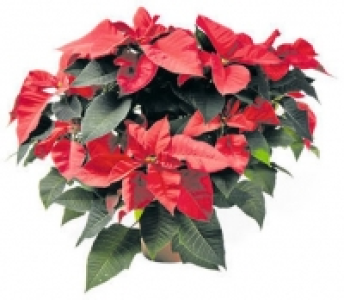 Weihnachtsstern CHF 14.90