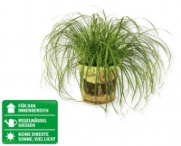 GARDENLINE® Katzengras