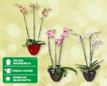 Aldi Suisse  Orchideen