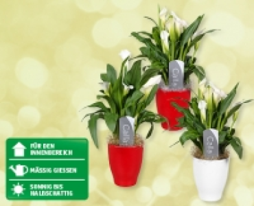 Weihnachtscalla in Keramik CHF 7.99
