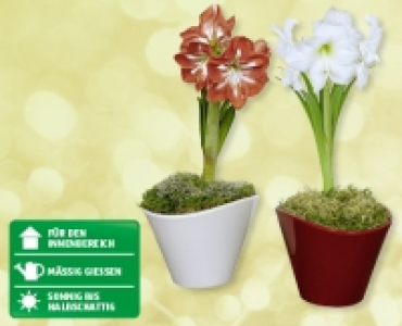 Weihnachtsamaryllis CHF 7.99