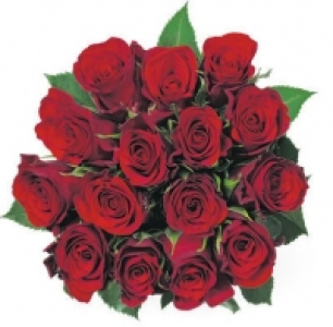 Rosen, Fairtrade CHF 14.90