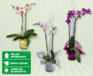 Phalaenopsis Silvester CHF 9.99
