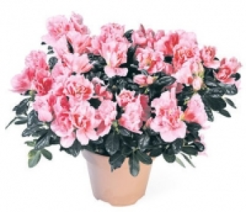 Azalea Christine CHF&nbsp;9.90