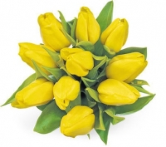 Tulpen CHF 5.90