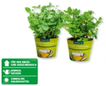 GARDENLINE® Teekräuter