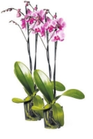 Phalaenopsis 2er-Set