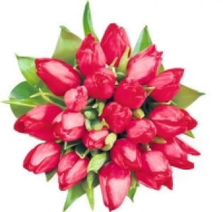 M Classic Tulpen