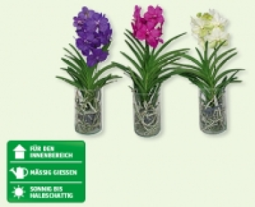 Orchidee Vanda