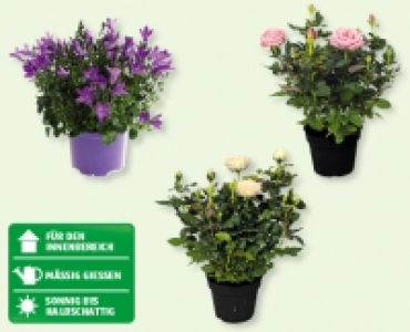 Campanula & Rosen infinity