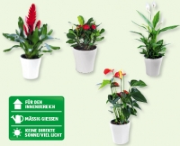 GARDENLINE® Exotische Blühpflanze