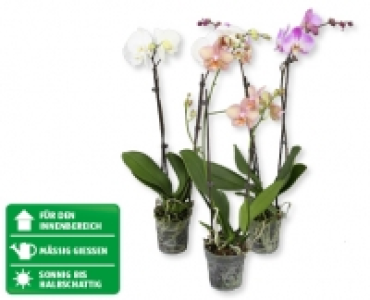 Phalaenopsis CHF 7.99