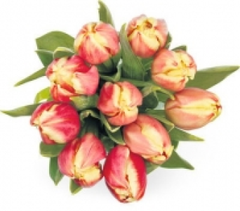Tulpen CHF 5.90