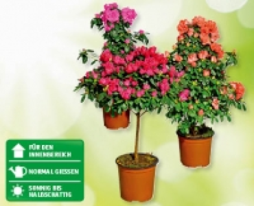 Zimmerazalee in Variationen CHF 12.99