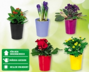 GARDENLINE® Blühende Zimmerpflanze