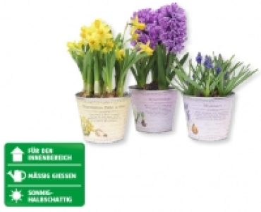 GARDENLINE&reg; Blumenzwiebel im Zinktopf