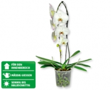 Phalaenopsis Cascade CHF 9.99