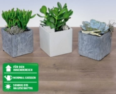 Sukkulenten-Mix CHF 6.99