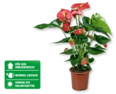 Anthurie CHF 7.99