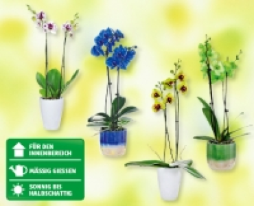 Phalaenopsis-Raritäten