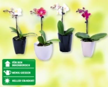 Mini-Phalaenopsis