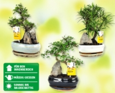 Bonsai-Mix