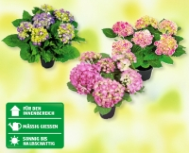 Hortensie