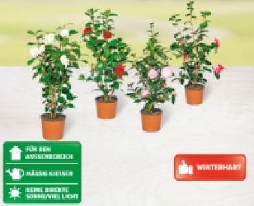 GARDENLINE® Kamelie