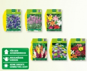 GARDENLINE® Blumenzwiebeln CHF 1.79