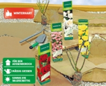 GARDENLINE® Edelrosen