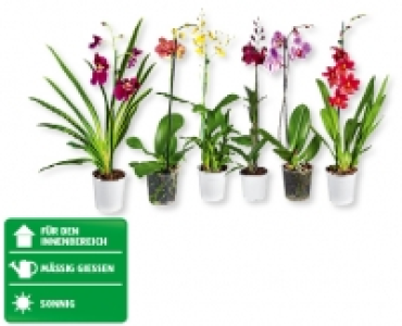 Orchideen CHF 7.99