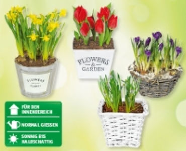 Blumenzwiebeln im Korb