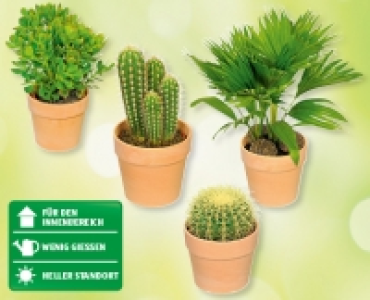 Kakteenschalen-Sortiment CHF 12.99