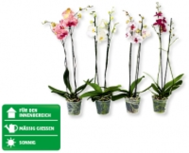 Phalaenopsis XL