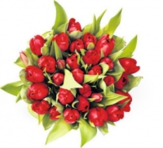 Migros M Classic Tulpen