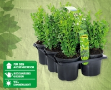 GARDENLINE® Buxus CHF 5.99