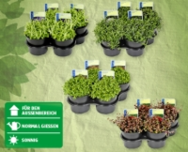 Blütenstauden