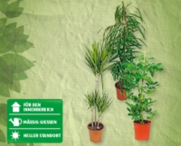 Solitärpflanzen CHF 17.99