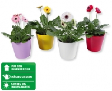 Gerbera Mix CHF 2.99