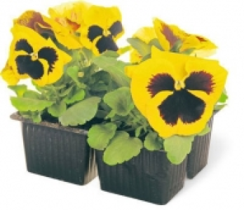 Viola im 4er-Set