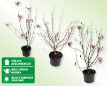 Magnolie CHF 8.99