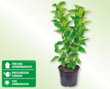 GARDENLINE&reg; Gartenflieder