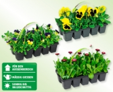 Beetpflanzen Fr&uuml;hlingsmix