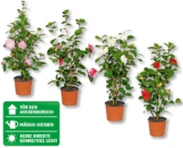 Kamelie CHF&nbsp;9.99