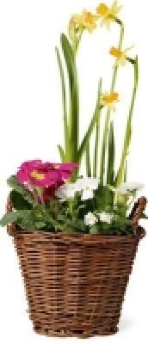 Frühlingskorb Eva